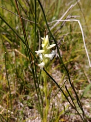 Spiranthes diluvialis