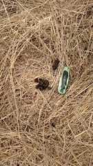 Odocoileus hemionus californicus