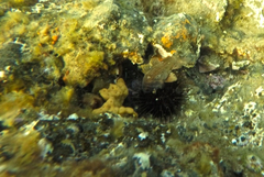 Vincentia conspersa