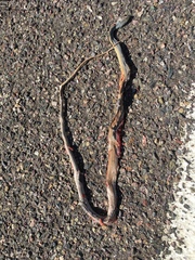 Masticophis bilineatus