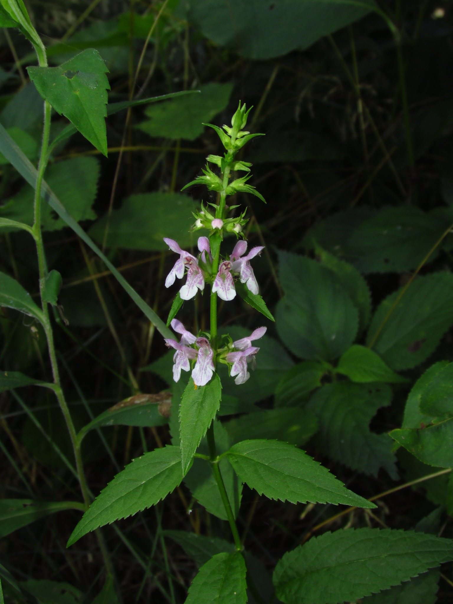 Stachys tenuifolia