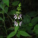 Stachys tenuifolia - Photo (c) Vanessa Voelker, algunos derechos reservados (CC BY-NC), subido por Vanessa Voelker