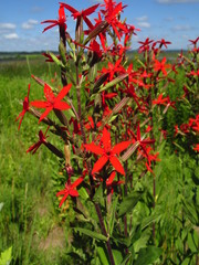 Silene regia