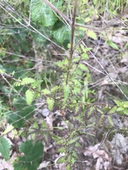 Aureolaria pedicularia