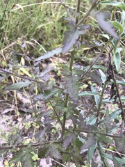 Aureolaria pedicularia