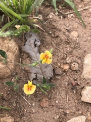 Zornia thymifolia