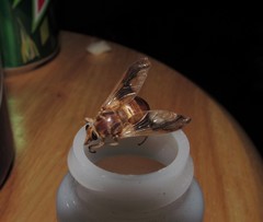 Goniops chrysocoma