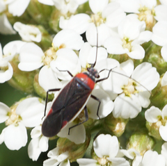 Lopidea nigridia