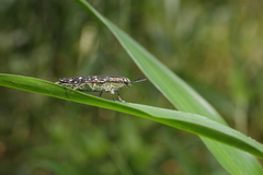 Nipponobuprestis amabilis