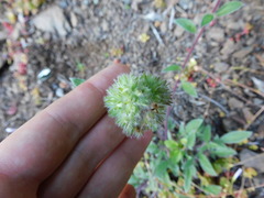 Phacelia leptosepala