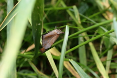 Libythea lepita celtoides