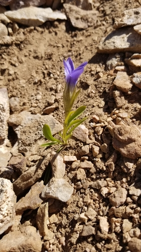 Image of Gentianopsis barbellata by (c) Jeff Wilson, some rights reserved (CC BY)