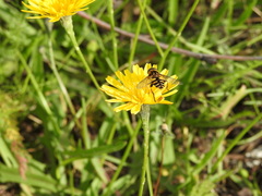 Helophilus obscurus