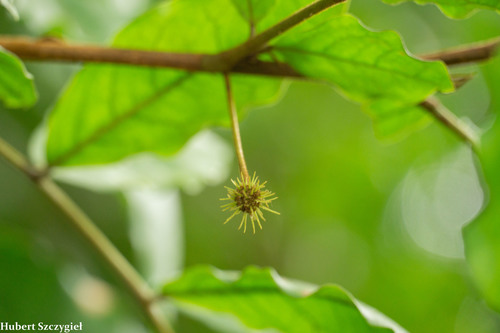 Cojoba rufescens, 2020-08-08