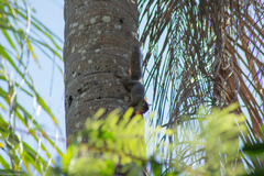 Sciurus aestuans ingrami
