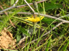 Helophilus obscurus