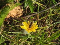 Helophilus obscurus