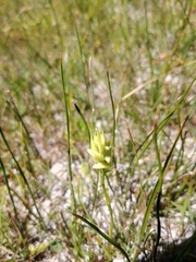 Spiranthes diluvialis