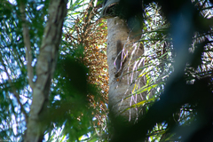 Sciurus aestuans ingrami