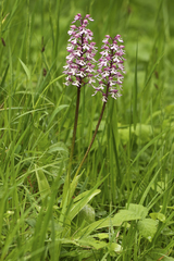 Orchis × hybrida
