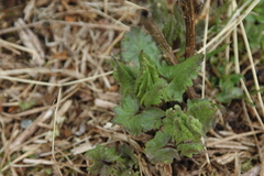 Senecio triangularis