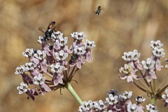 Cylindromyia bicolor