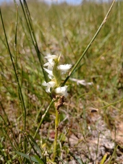 Spiranthes diluvialis