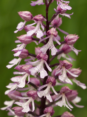 Orchis × hybrida