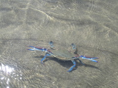 Callinectes arcuatus