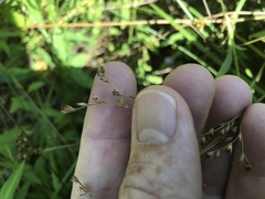 Juncus effusus solutus