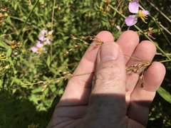 Juncus effusus solutus