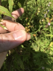 Juncus coriaceus