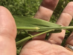 Dichanthelium lanuginosum