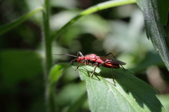 Cutocoris russatus