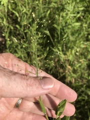 Dichanthelium lanuginosum