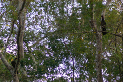 Penelope obscura
