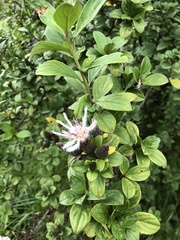 Barnadesia spinosa