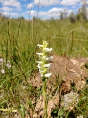 Spiranthes diluvialis