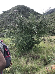 Barnadesia spinosa