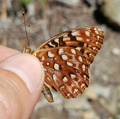 Speyeria hesperis