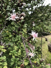 Barnadesia spinosa