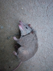 Antechinus stuartii