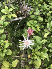 Barnadesia spinosa
