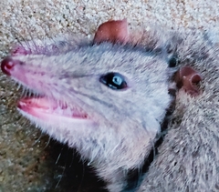 Antechinus stuartii