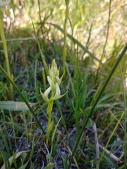 Spiranthes diluvialis