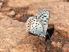 Euphilotes ancilla