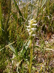 Spiranthes diluvialis