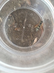 Pseudepipona herrichii