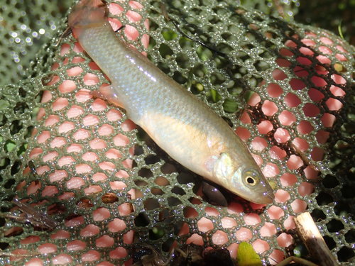 Plains Topminnow