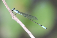 Acanthagrion quadratum